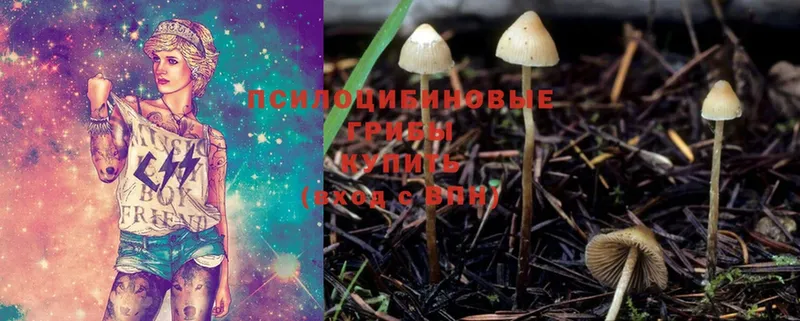 Псилоцибиновые грибы Cubensis  Костерёво 